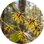 Hamamelis