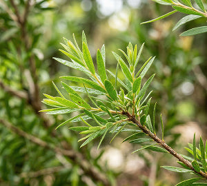 Aceite de árbol de té